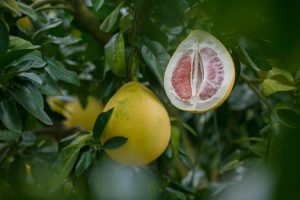 grapefruit